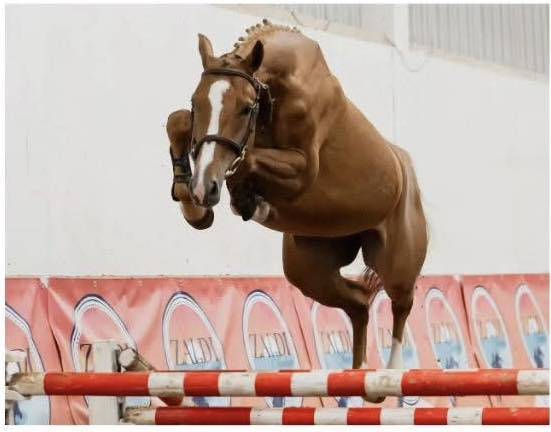 Jument rêvée de 5 ans pour cso 130