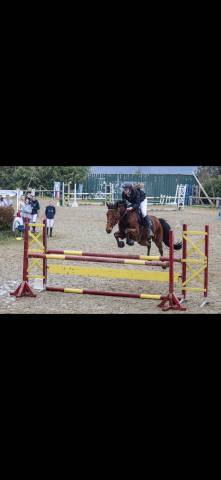 Top cheval de concours 