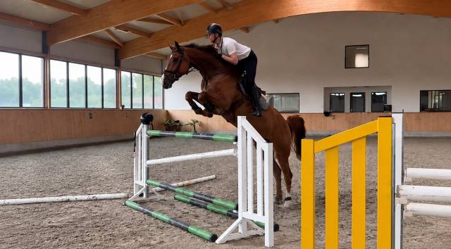 Hongre de 7 ans moyens hors norme