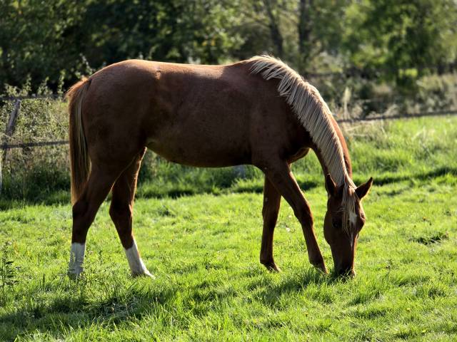 Jument 2 ans bon potentiel dressage