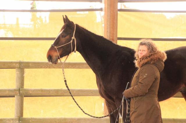 Dp sur cheval sf de 6 ans