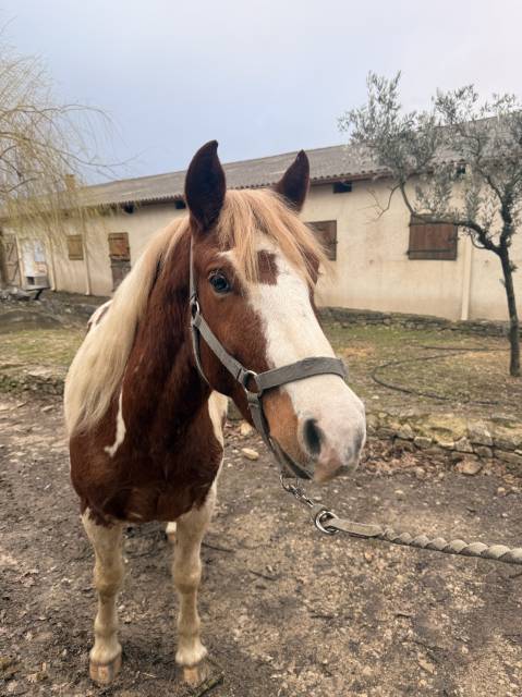 Poney onc à vendre 