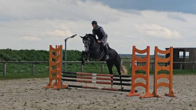 Jument de 5 ans selle français