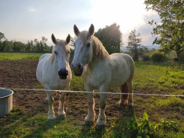 2 chevaux percherons