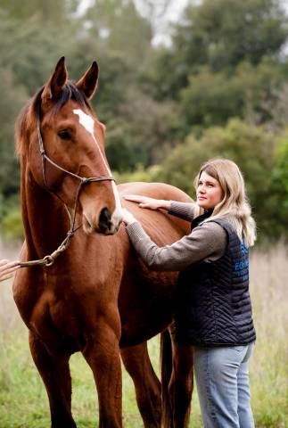 à vendre napoléon de l’automne - hongre sf - 3 ans 