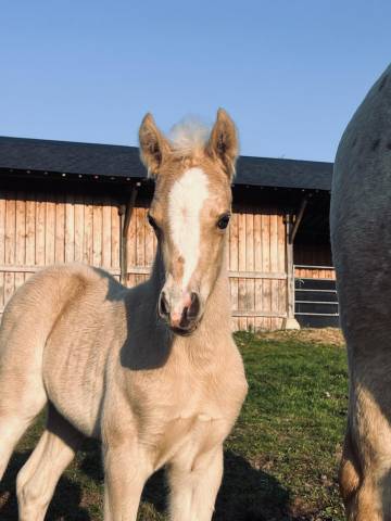 Foal male pfs palomino par greatstar embet tilia