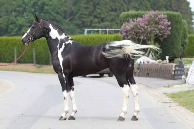 Lightning darco uk  : lightning darco uk : cso dressage haut niveau 