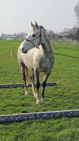 Cheval de 5 ans
