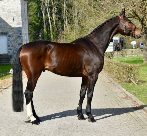Sublime hongre professeur orienté dressage 