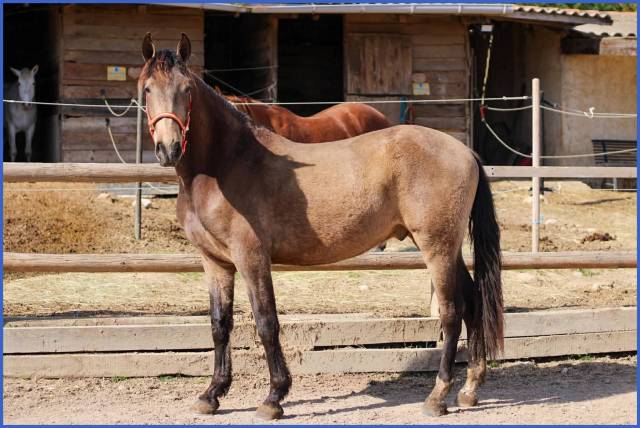 Cheval pure race espagnol 