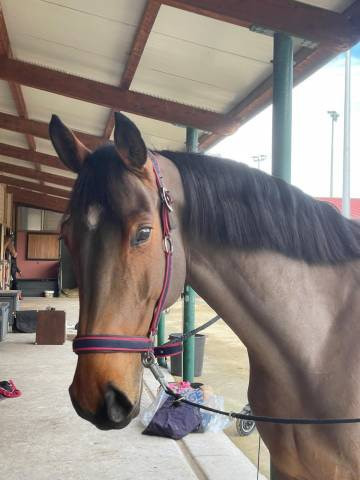Jument de sport  8 ans 
