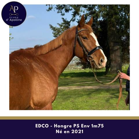 Grand cheval 5 ans pour bonne maison