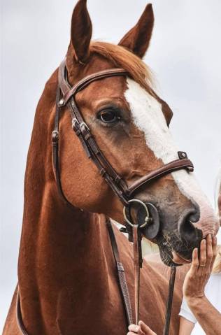 Hongre sf pour concours amateur / loisirs 