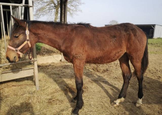 Poulain par ibiki de houelle 