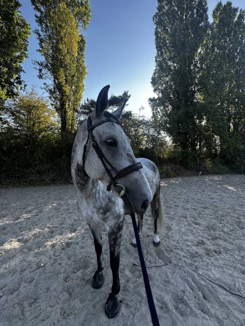  good news de meslay ✨