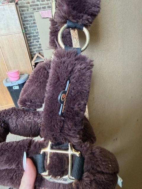 Licol Kentucky mouton