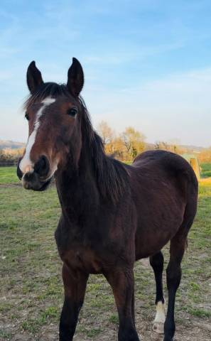 Mâle sf 1 an origines : chacco blue - quick star