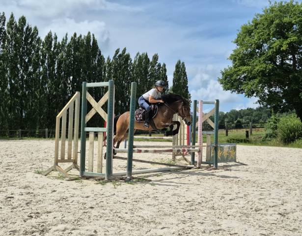 Hongre poney b 6 ans wpb pour cso