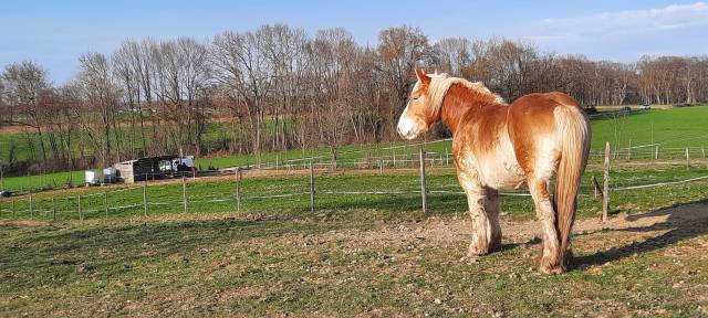 Trait breton 5 ans et 9 mois