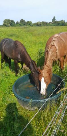 Pouliche de 3 ans joli modèle 