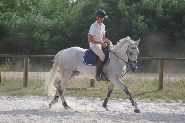 Jument 15ans demi sang anglo arabe