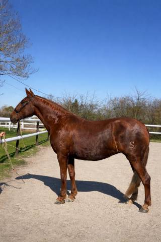 Cattleya lh – pre 5 ans – 1m67 – jument au mental excep