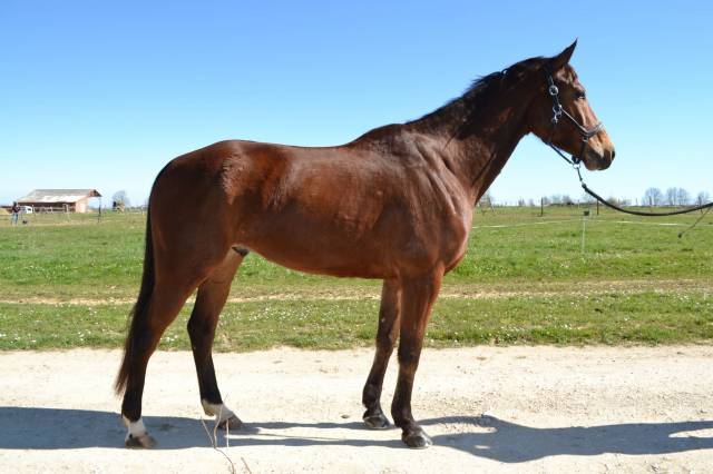Selle français 6ans cso 
