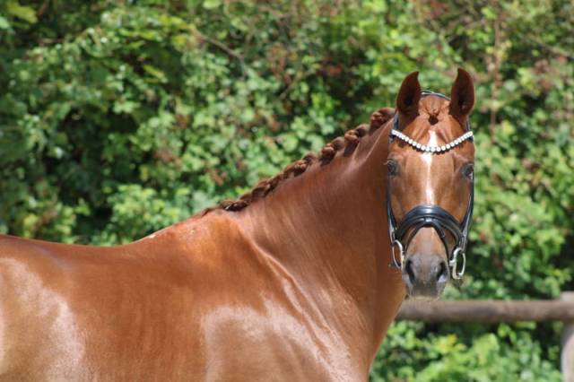 Jument hannoverienne