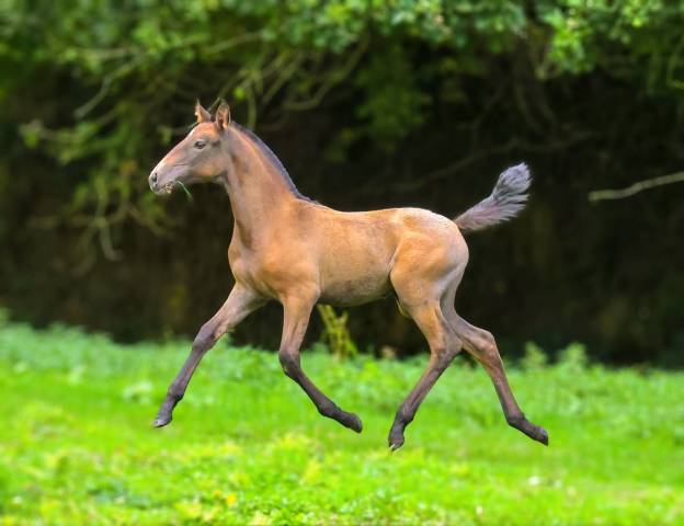 Pouliche lusitanienne 