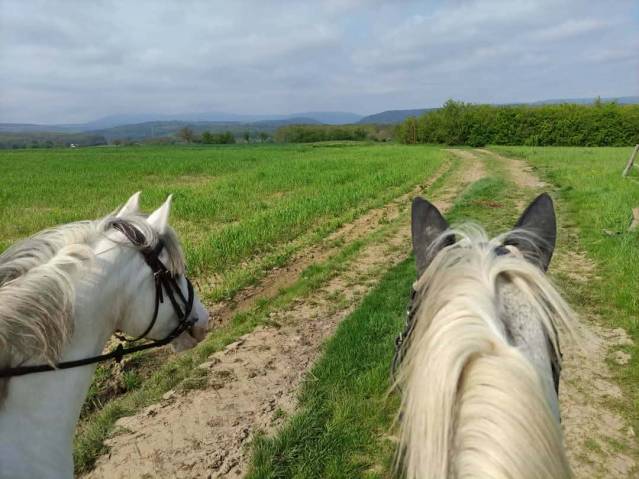 Monitrice d'équitation indépendante