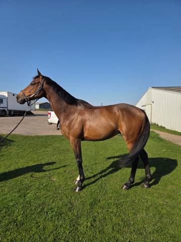 Gentil et magnifique 6ans