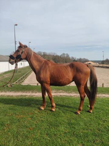 Jument de 19ans pour compagnie