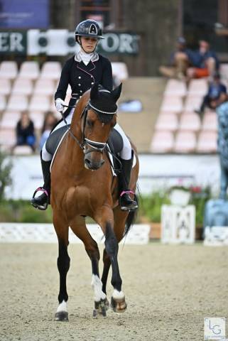 Hongre - bwp - 15 ans - dressage / cdi yr  - france