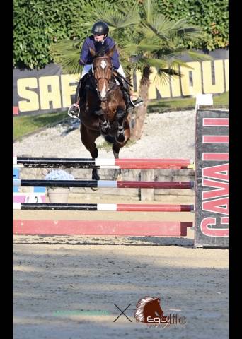 Jument 7 ans avec potentiel et caractère 