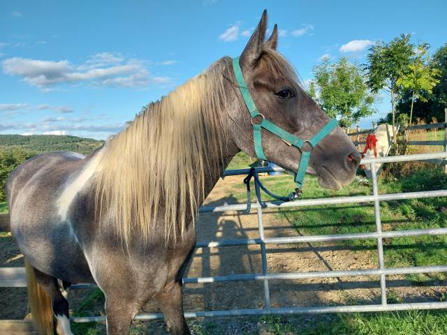 Pouliche pie croisée barbe