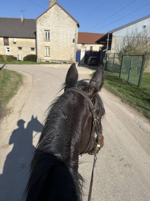 Magnifique hongre tf