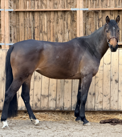 Jument 4 ans nero's clindine b.b