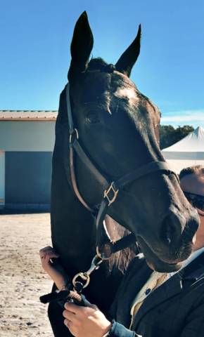 Jument pur sang de 8 ans 