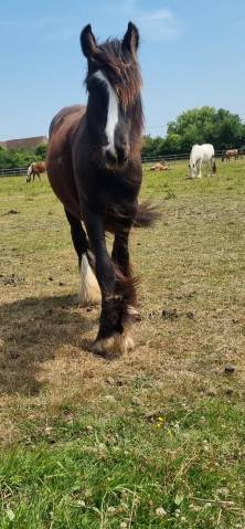 Oups du mel –jeune irish cob d’exception au cœur tendre