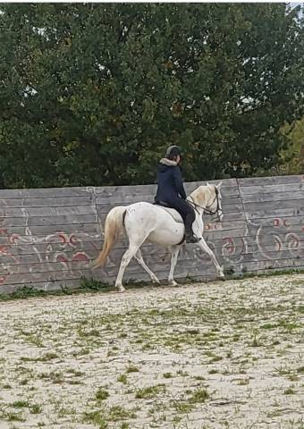 Jument &/é sang arabe