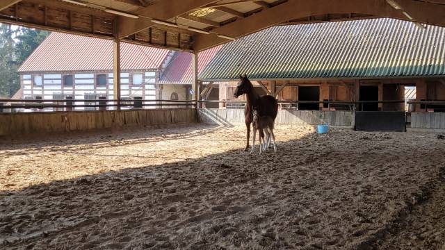 Poulain selle francais