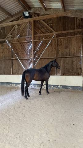 Pouliniere de dressage pleine