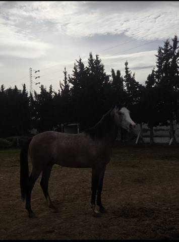 Pur-sang arabe 3 ans a vendre