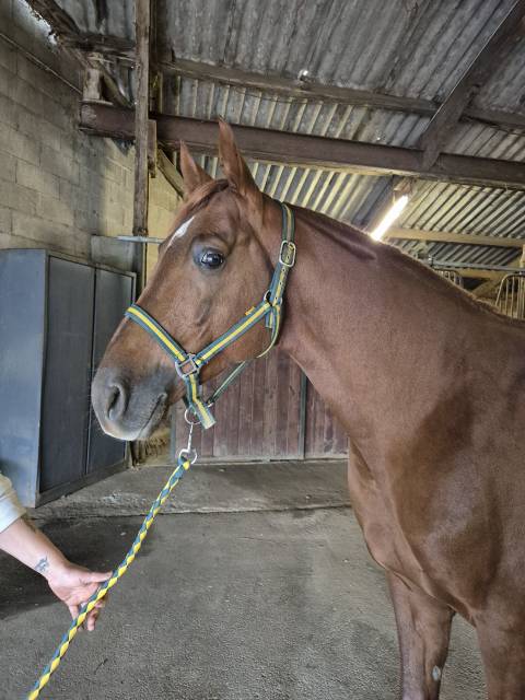 Joker du cayrou - entier arabe alezan environ 1,55m