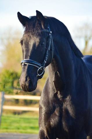 Jument - kwpn - 4 ans - dressage - france
