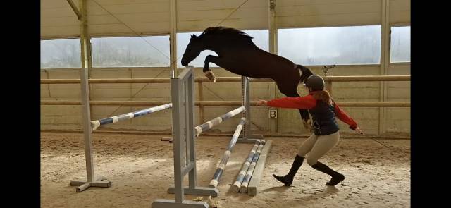 Selle français 3 ans