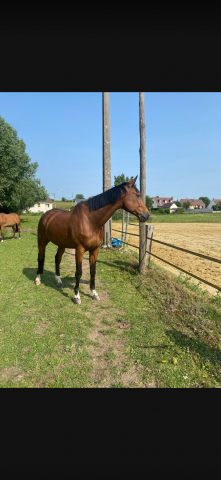 A vendre grand et gentil sf