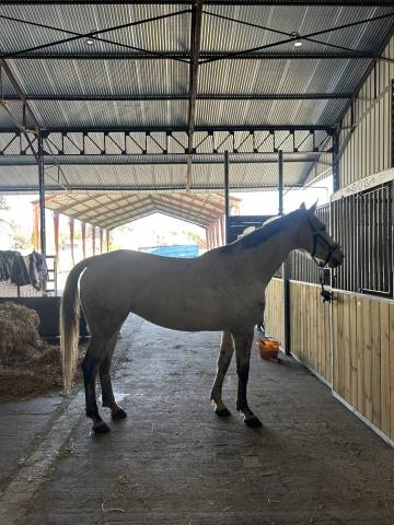 Vends jument 11ans idéal balade/loisir/poulinage