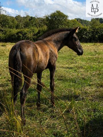 Pouliche pre noire prl ou noire cr à vendre