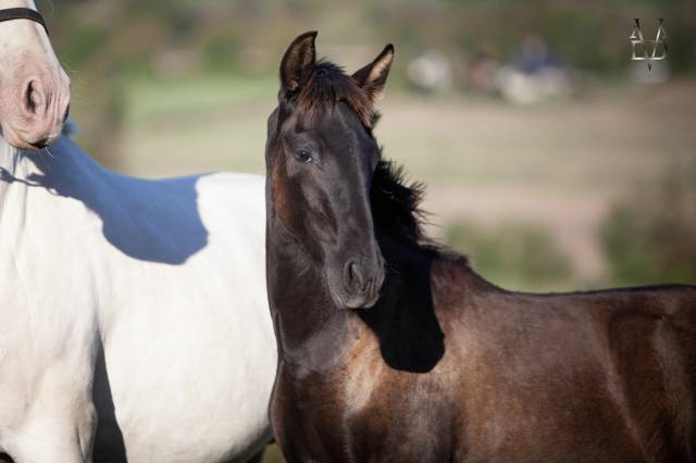 Pouliche pre noire prl à vendre